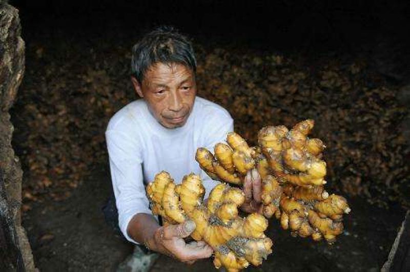 大黄姜批发产地(小黄姜批发)保质保量坏烂包赔全国发货
