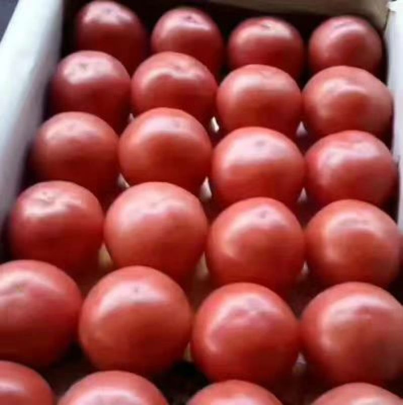 【精品】硬粉西红柿果形饱满颜色鲜亮产地直发欢迎联系