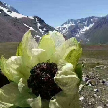 雪莲花
