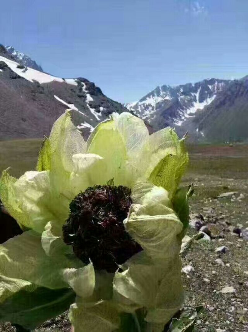 雪莲花