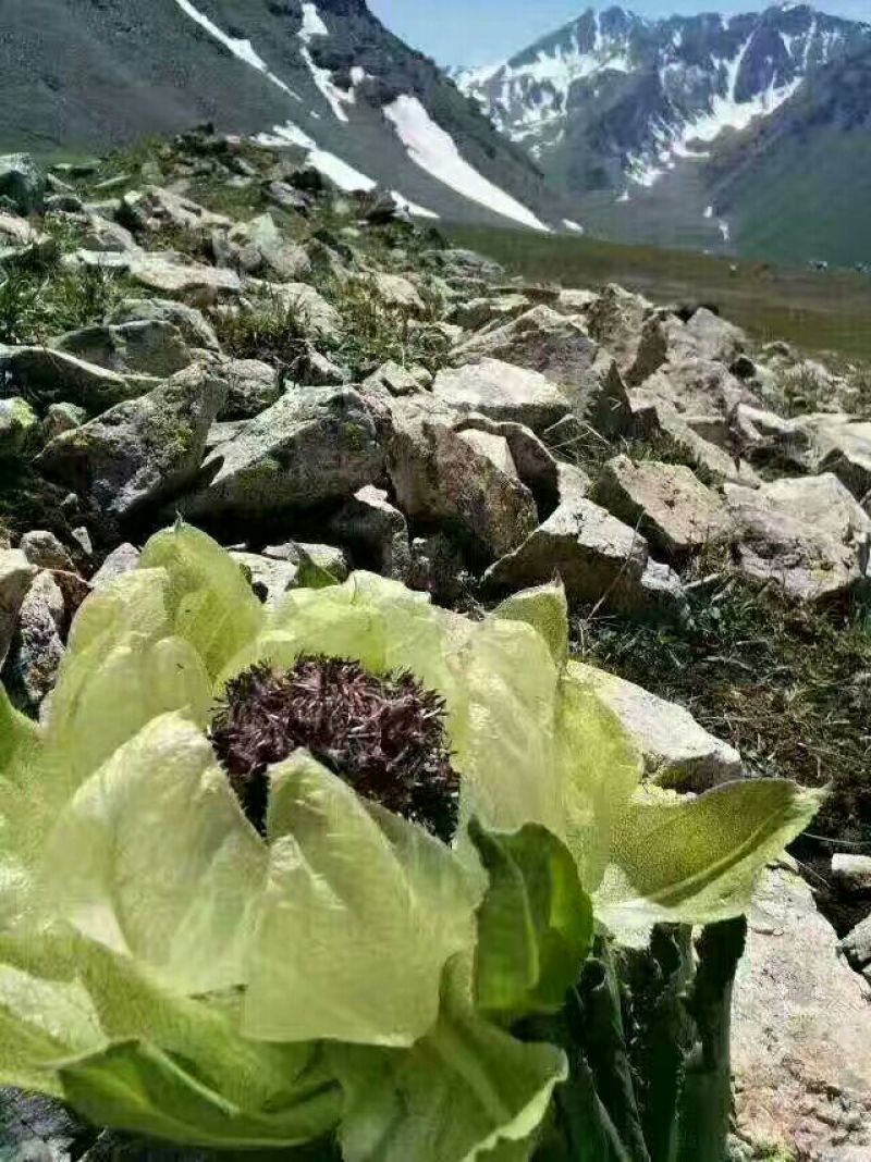 雪莲花
