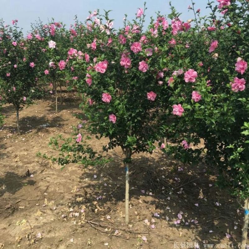 红花木槿树2cm以下4cm以下1.5~2米