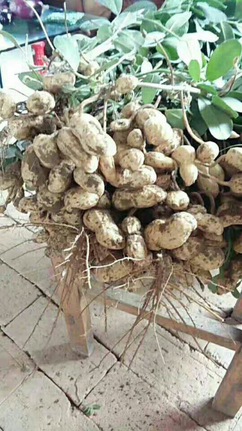 花生，鲜花生品种大白沙大量现货出售中，价格合理带壳鲜货