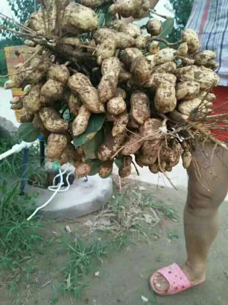 花生，鲜花生品种大白沙大量现货出售中，价格合理带壳鲜货