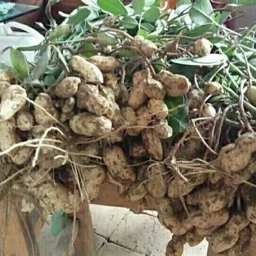 花生，鲜花生品种大白沙大量现货出售中，价格合理带壳鲜货