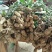 花生，鲜花生品种大白沙大量现货出售中，价格合理带壳鲜货
