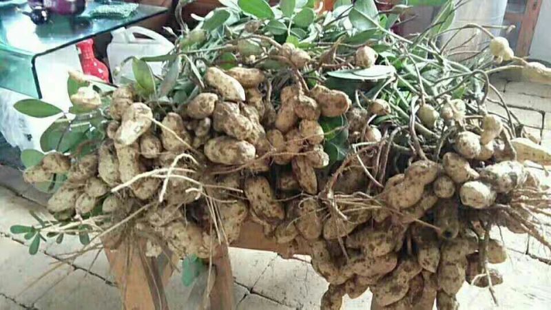 花生，鲜花生品种大白沙大量现货出售中，价格合理带壳鲜货
