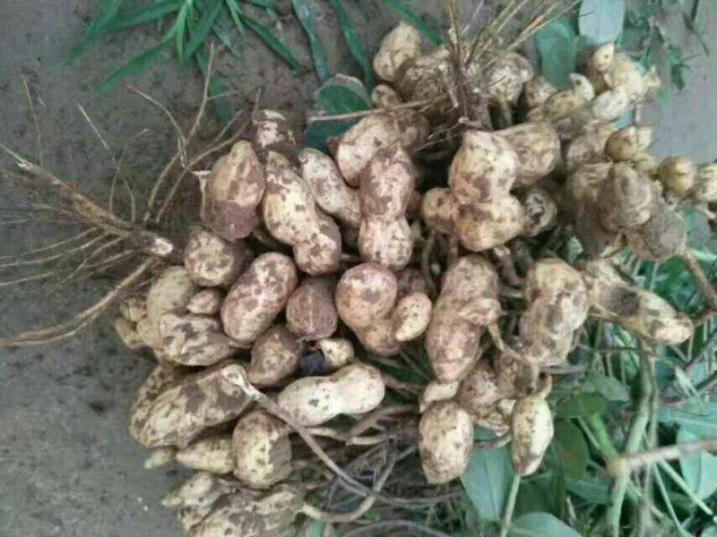 花生，鲜花生品种大白沙大量现货出售中，价格合理带壳鲜货