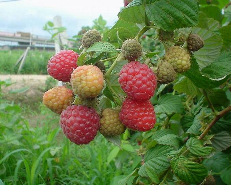 树莓苗30~50cm