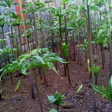 云南高干滇重楼高山林下仿野生种植鲜货统个