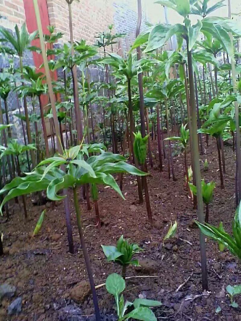 云南高干滇重楼高山林下仿野生种植鲜货统个