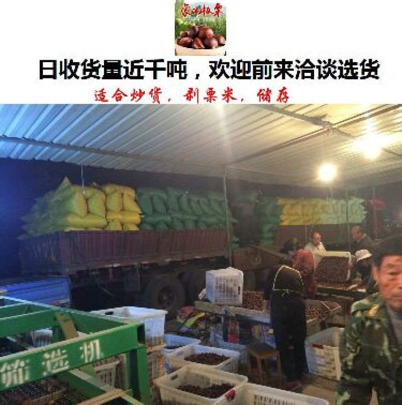 山东油栗特选炒栗种批发代发产地直发量大来支持一件代发