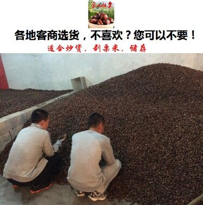 山东油栗特选炒栗种批发代发产地直发量大来支持一件代发