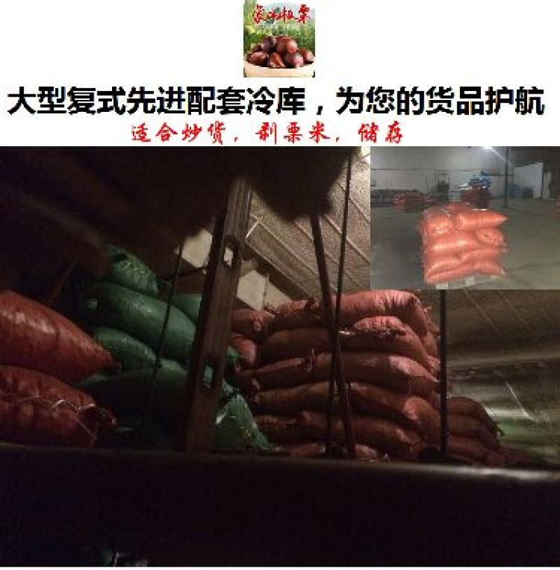 山东油栗特选炒栗种批发代发产地直发量大来支持一件代发