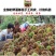 山东油栗特选炒栗种批发代发产地直发量大来支持一件代发
