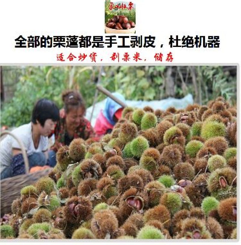 山东油栗特选炒栗种批发代发产地直发量大来支持一件代发