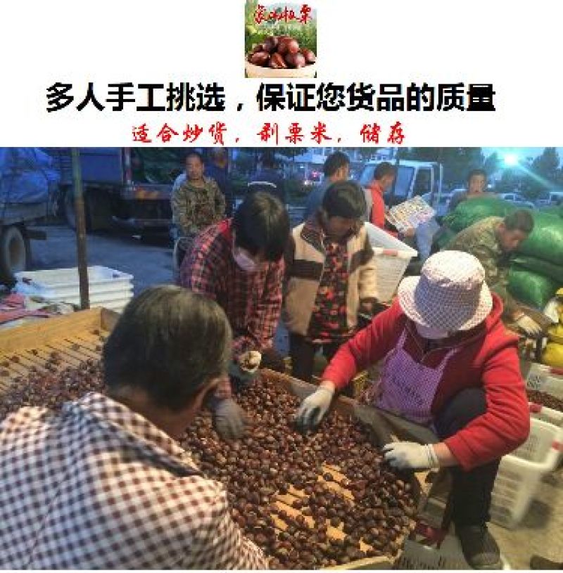 山东油栗特选炒栗种批发代发产地直发量大来支持一件代发
