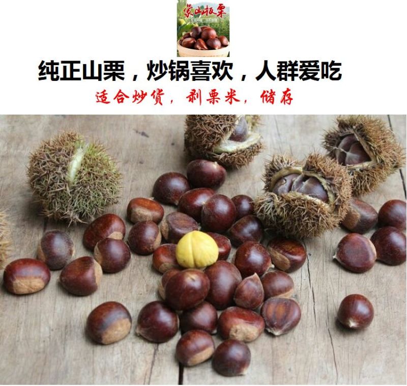 山东油栗特选炒栗种批发代发产地直发量大来支持一件代发