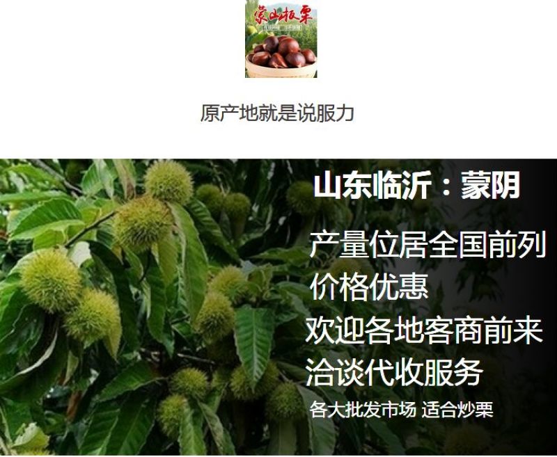 山东油栗特选炒栗种批发代发产地直发量大来支持一件代发