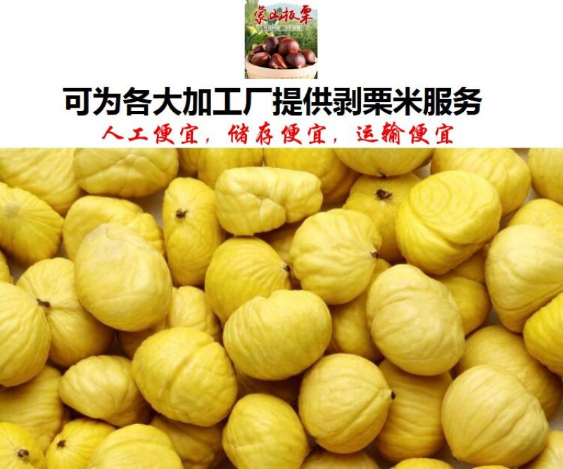 山东油栗特选炒栗种批发代发产地直发量大来支持一件代发