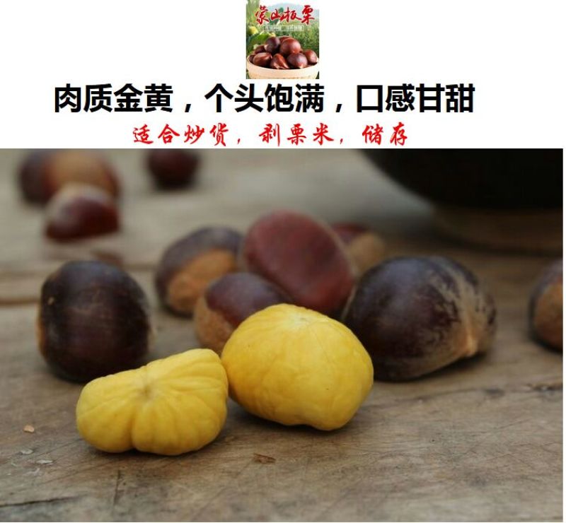 山东油栗特选炒栗种批发代发产地直发量大来支持一件代发