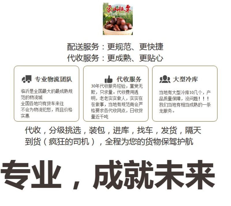 山东油栗特选炒栗种批发代发产地直发量大来支持一件代发