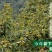 山东油栗特选炒栗种批发代发产地直发量大来支持一件代发