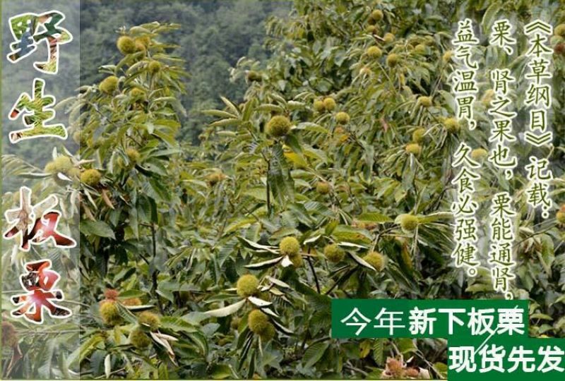 山东油栗特选炒栗种批发代发产地直发量大来支持一件代发