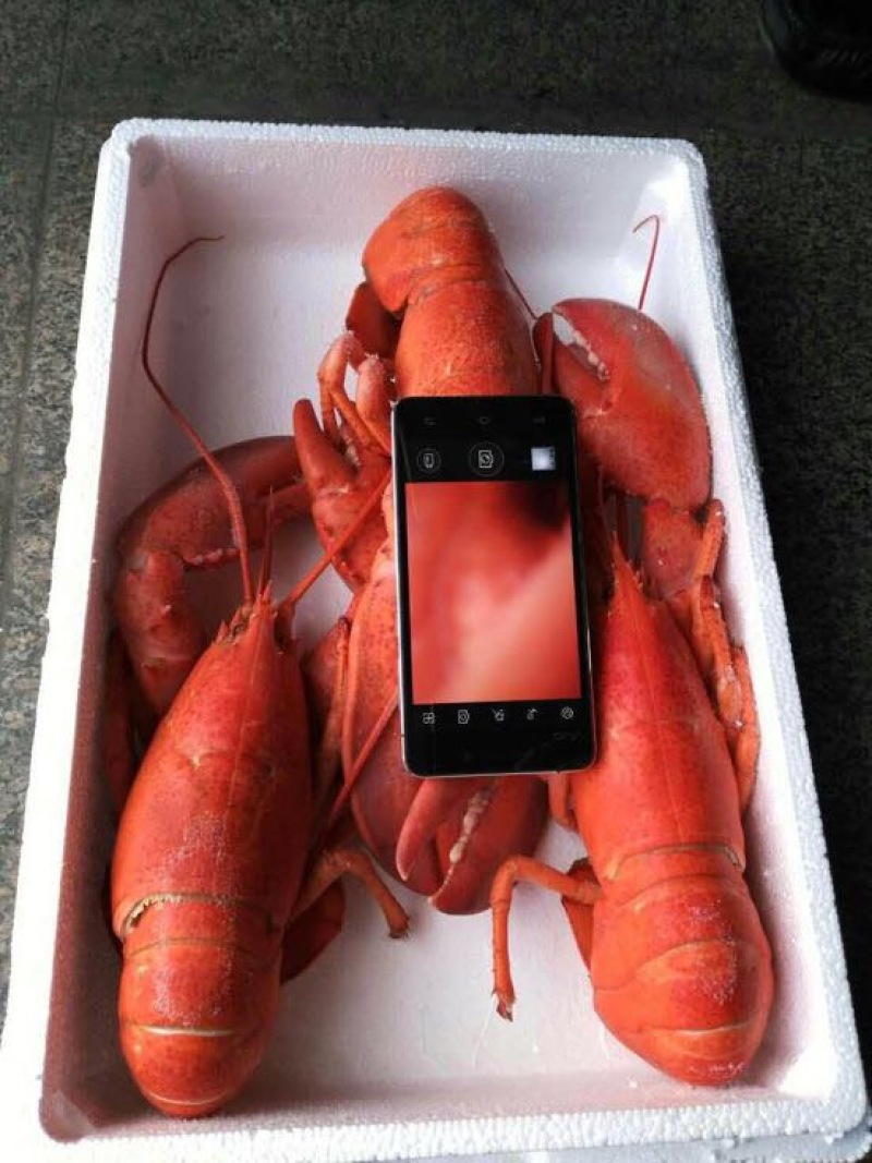 干虾