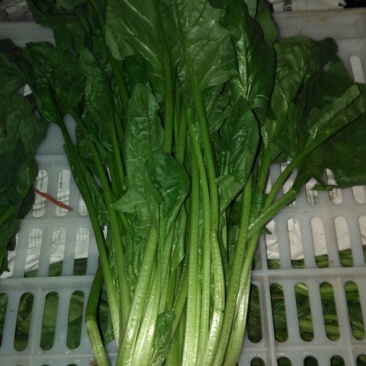 菠菜鑫科农业菠菜