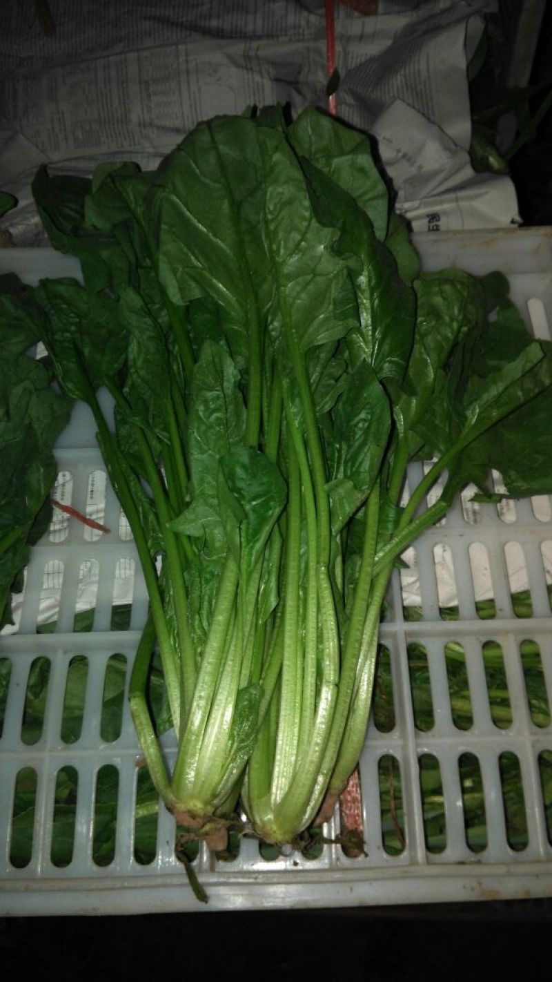 菠菜鑫科农业菠菜