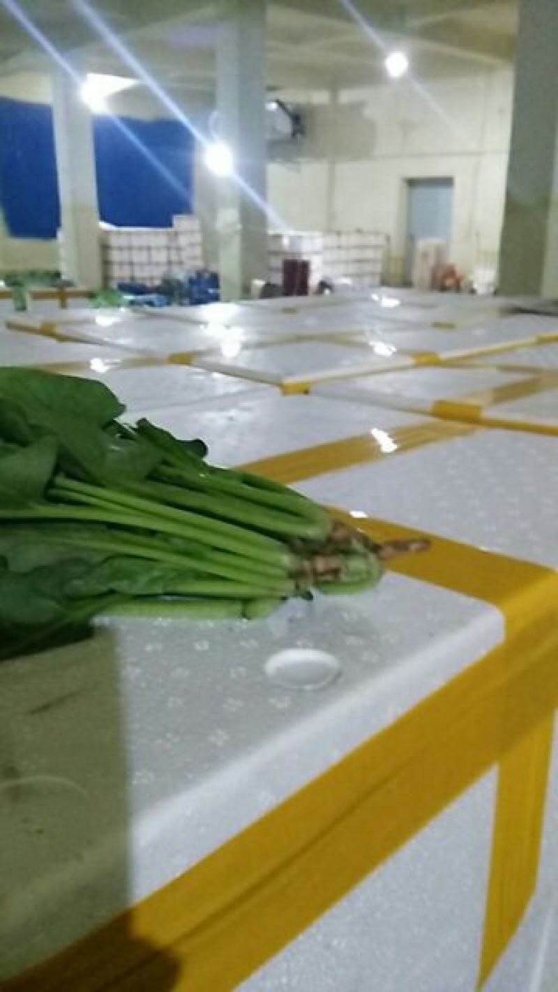 菠菜鑫科农业菠菜