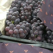 维多利亚葡萄5%以下1.5~2斤