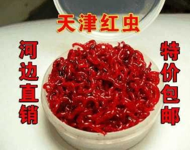 鱼饵
