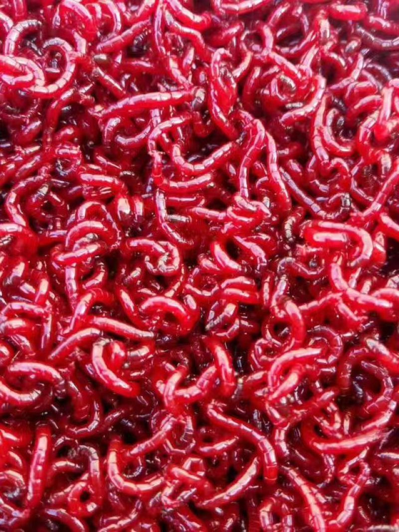 鱼饵