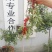 钙果苗30~50cm2年