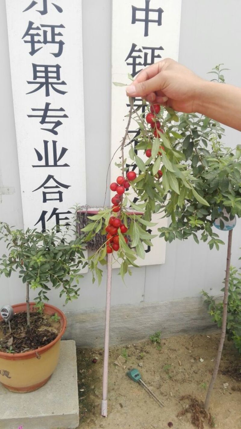 钙果苗30~50cm2年