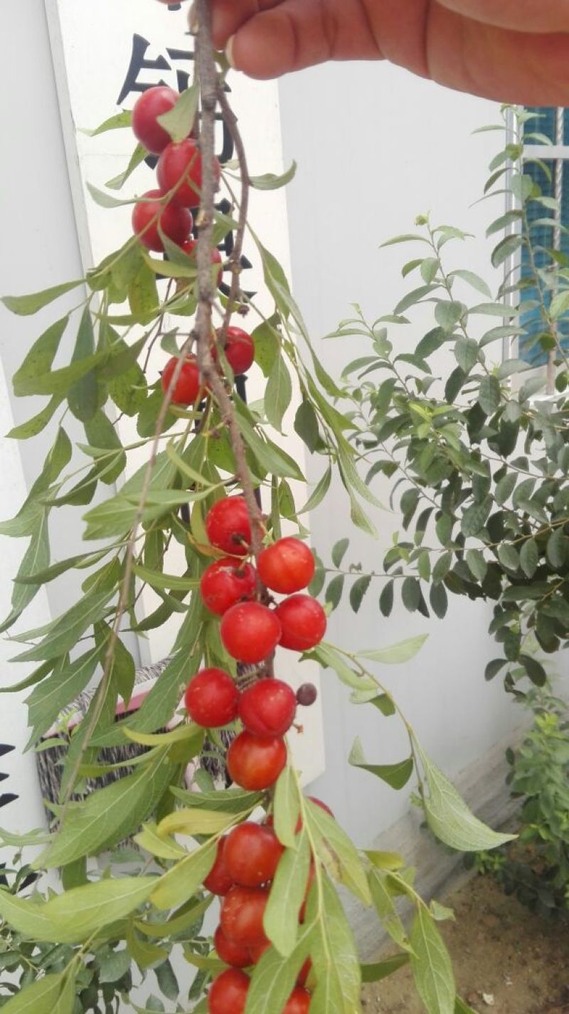 钙果苗30~50cm2年