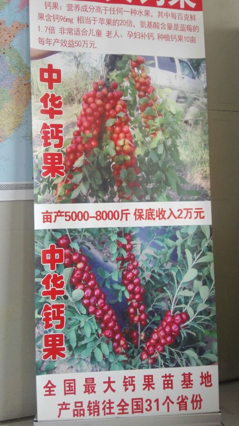 钙果苗30~50cm2年