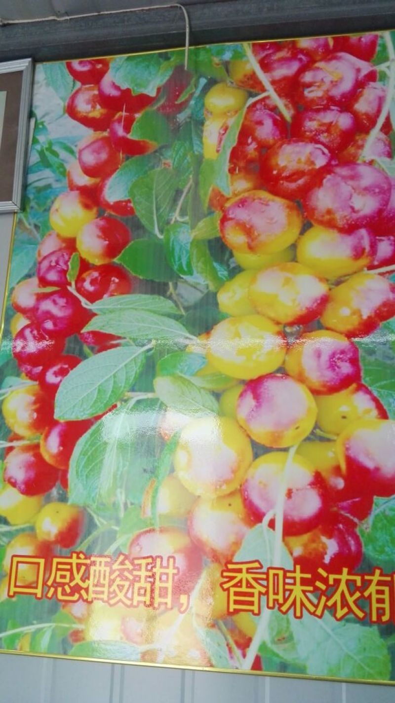 钙果苗30~50cm2年