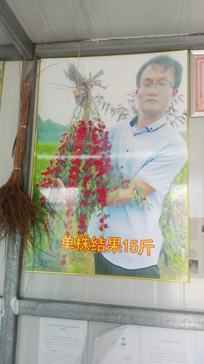 钙果苗30~50cm2年