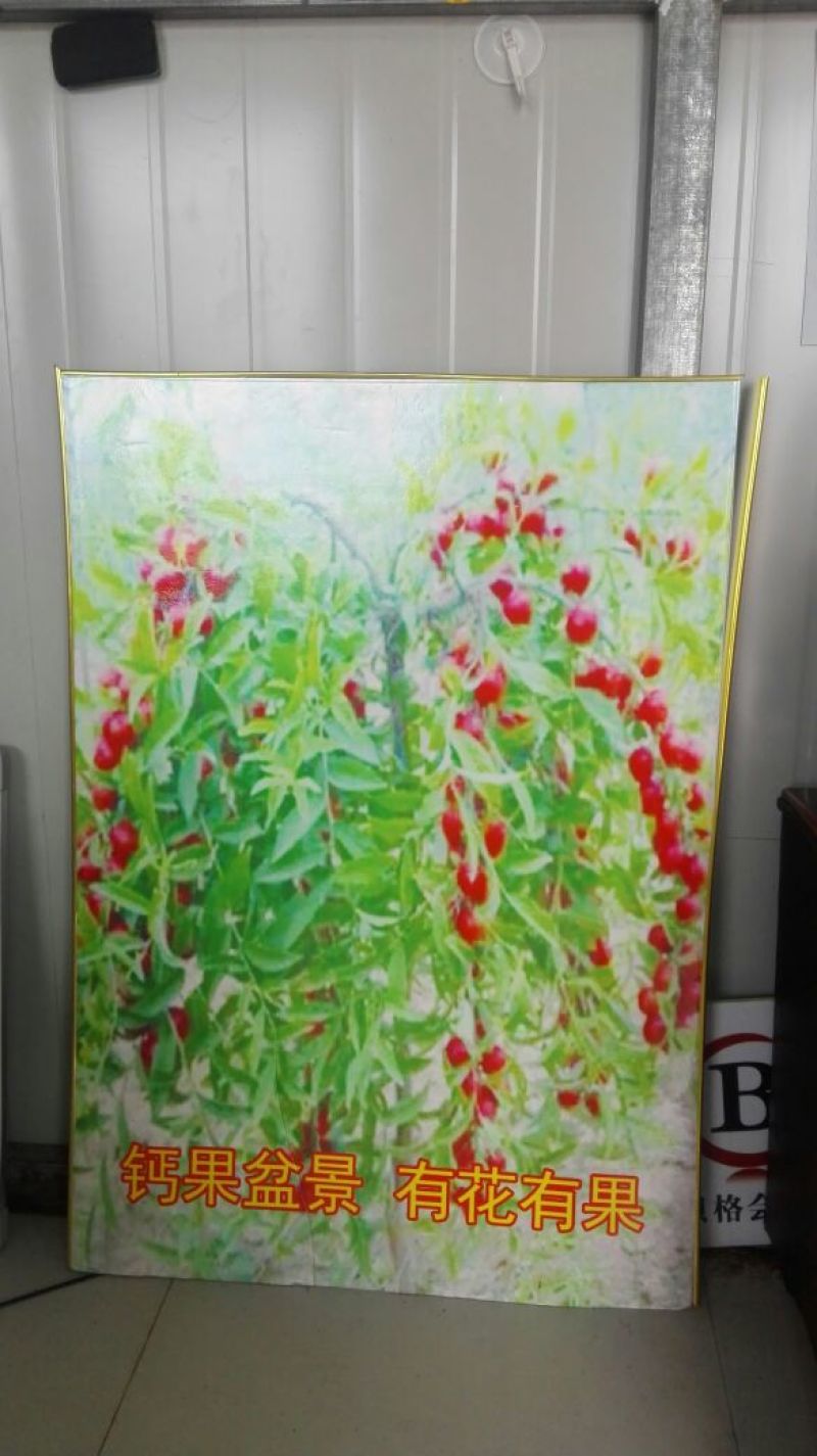 钙果苗30~50cm2年