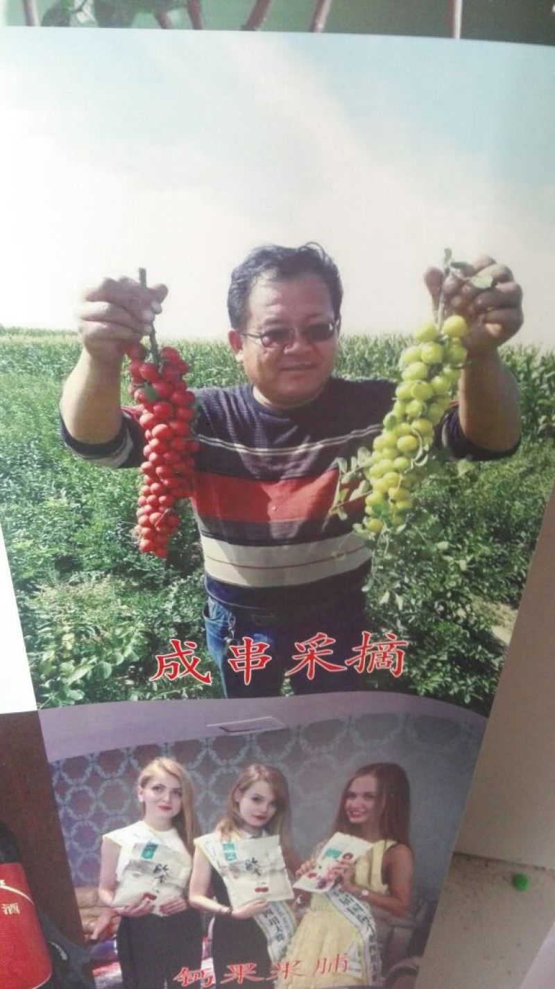 钙果苗30~50cm2年
