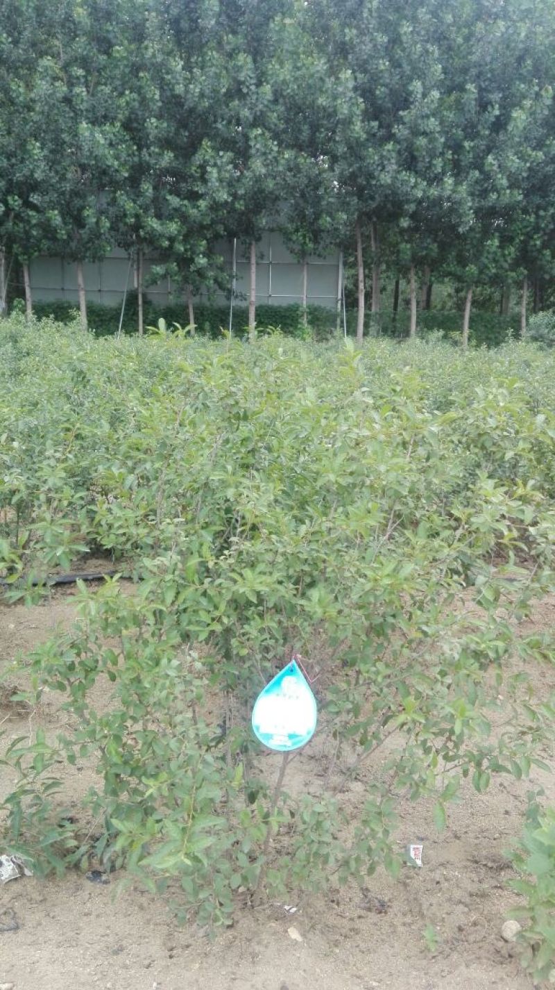 钙果苗30~50cm2年
