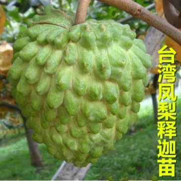 释迦苗50~70cm