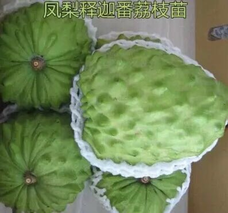 释迦苗教你种植教你销售