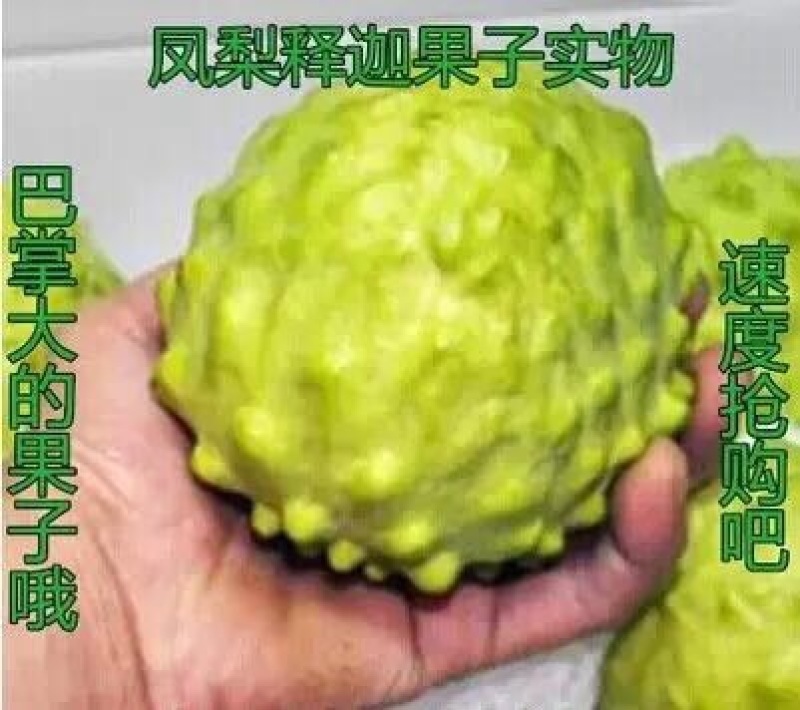 释迦苗教你种植教你销售