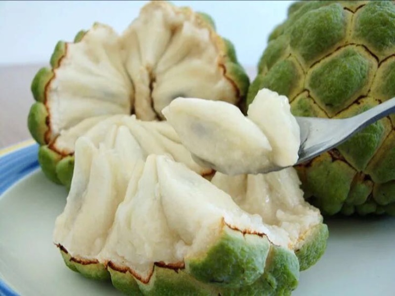 释迦苗教你种植教你销售