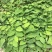 释迦苗教你种植教你销售