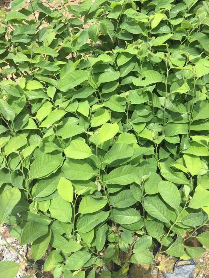 释迦苗教你种植教你销售